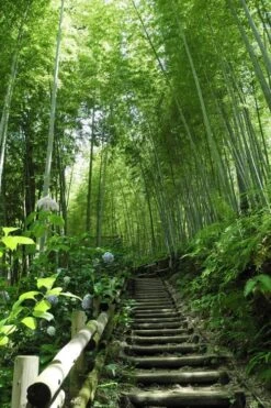 Moso Giant Bamboo (Phyllostachys Edulis 'Moso') - 3 Gallon Pot (2-4') -Garden Plant Seeds Bamboo Moso 9