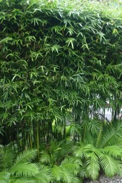 Dwarf Weavers Bamboo - Bambusa Textilis 'RG Dwarf' - 2 Gallon Pot 9 Dwarf Weavers Bamboo - Bambusa Textilis 'RG Dwarf' - 2 Gallon Pot -Garden Plant Seeds Bamboo RG Dwarf 5