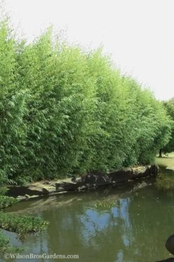 Red Margin Bamboo - Phyllostachys Rubromarginata - 3 Gallon Pot (4-6') -Garden Plant Seeds Bamboo Red Margin 13