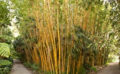 Robert Young Golden Bamboo - Phyllostachys Viridis 'Robert Young' - 3 Gallon Pot (2-4') -Garden Plant Seeds Bamboo Robert Young 1