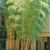 Robert Young Golden Bamboo - Phyllostachys Viridis 'Robert Young' - 3 Gallon Pot (2-4') -Garden Plant Seeds Bamboo Robert Young 500x750 1
