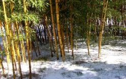 Robert Young Golden Bamboo - Phyllostachys Viridis 'Robert Young' - 3 Gallon Pot (2-4') -Garden Plant Seeds Bamboo Robert Young 7