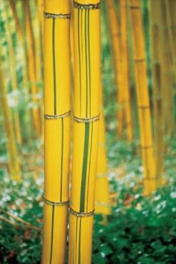 Robert Young Golden Bamboo - Phyllostachys Viridis 'Robert Young' - 3 Gallon Pot (2-4') -Garden Plant Seeds Bamboo Robert Young 9