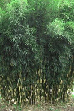 Robust Bamboo - Fargesia Robusta - 1 Gallon Pot -Garden Plant Seeds Bamboo Robusta 1 1