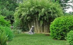 Robust Bamboo - Fargesia Robusta - 3 Gallon Pot -Garden Plant Seeds Bamboo Robusta 2