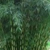 Robust Bamboo - Fargesia Robusta - 1 Gallon Pot -Garden Plant Seeds Bamboo Robusta 3 1