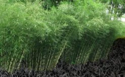 Robust Bamboo - Fargesia Robusta - 3 Gallon Pot -Garden Plant Seeds Bamboo Robusta 4