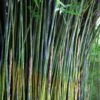 Giant Weavers Royal Bamboo (Wong Chuk) - Bambusa Textilis 'Kanapaha' - 3 Gallon Pot -Garden Plant Seeds Bamboo Royal 20