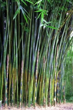 Giant Weavers Royal Bamboo (Wong Chuk) - Bambusa Textilis 'Kanapaha' - 3 Gallon Pot