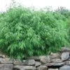 Dragons Head Bamboo - Fargesia Dracocephala 'Rufa' - 1 Gallon Pot