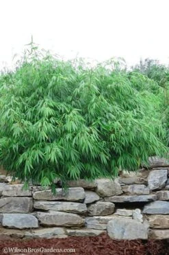 Dragons Head Bamboo - Fargesia Dracocephala 'Rufa' - 1 Gallon Pot