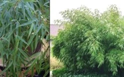 Sunset Glow Clumping Bamboo (Fargesia Rufa) - 3 Gallon Pot -Garden Plant Seeds Bamboo Rufa 2
