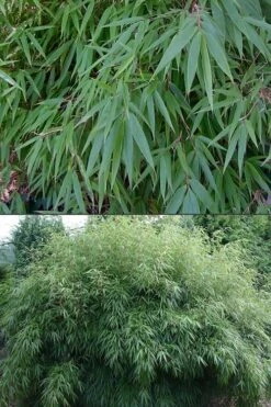 Dragons Head Bamboo - Fargesia Dracocephala 'Rufa' - 1 Gallon Pot -Garden Plant Seeds Bamboo Rufa 500x750 1