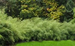 Dragons Head Bamboo - Fargesia Dracocephala 'Rufa' - 1 Gallon Pot -Garden Plant Seeds Bamboo Rufa Hedge 1