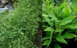 Ruscus Bamboo (Shibataea Kumasaca) - 1 Gallon Pot -Garden Plant Seeds Bamboo Ruscus 1