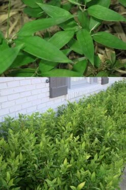 Ruscus Bamboo (Shibataea Kumasaca) - 1 Gallon Pot -Garden Plant Seeds Bamboo Ruscus 500x750 1