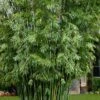 Seabreeze Bamboo - Bambusa Malingensis - 3 Gallon Pot -Garden Plant Seeds Bamboo Seabreeze 1 1