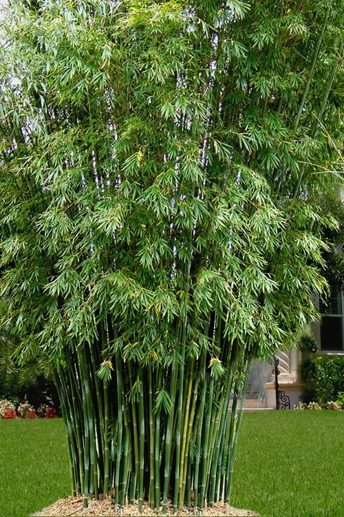 Seabreeze Bamboo - Bambusa Malingensis - 2 Gallon Pot 3 Seabreeze Bamboo - Bambusa Malingensis - 2 Gallon Pot