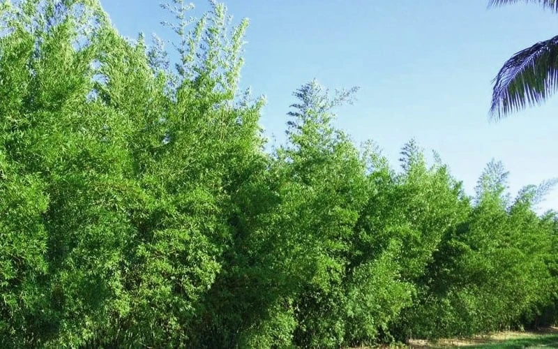 Seabreeze Bamboo - Bambusa Malingensis - 2 Gallon Pot 7 Seabreeze Bamboo - Bambusa Malingensis - 2 Gallon Pot - Image 5