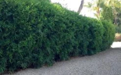 Seabreeze Bamboo - Bambusa Malingensis - 3 Gallon Pot -Garden Plant Seeds Bamboo Seabreeze 3 1