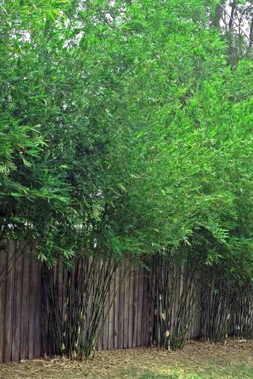 Seabreeze Bamboo - Bambusa Malingensis - 2 Gallon Pot 6 Seabreeze Bamboo - Bambusa Malingensis - 2 Gallon Pot - Image 4