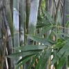 Silk Bamboo - Bambusa Textilis 'Glabra' - 2 Gallon Pot 2 Silk Bamboo - Bambusa Textilis 'Glabra' - 2 Gallon Pot -Garden Plant Seeds Bamboo Silk 2
