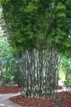 Silk Bamboo - Bambusa Textilis 'Glabra' - 2 Gallon Pot -Garden Plant Seeds Bamboo Silk 5