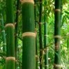 Solid Stem Bamboo - Phyllostachys Heteroclada - 3 Gallon Pot (2-4') 1 Solid Stem Bamboo - Phyllostachys Heteroclada - 3 Gallon Pot (2-4') -Garden Plant Seeds Bamboo Solid Stem 1