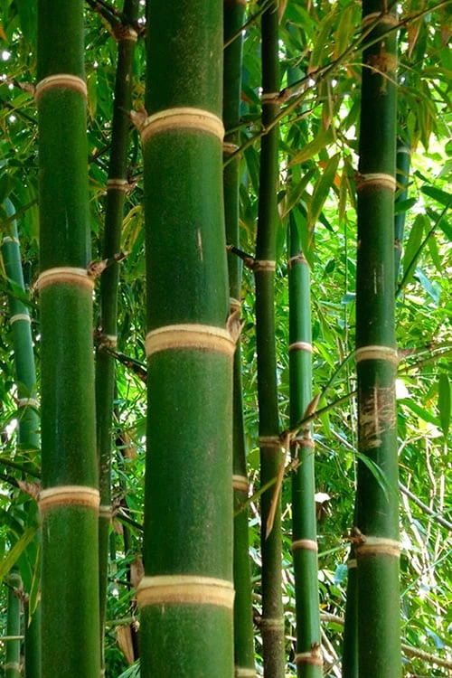 Solid Stem Bamboo - Phyllostachys Heteroclada - 3 Gallon Pot (2-4') 3 Solid Stem Bamboo - Phyllostachys Heteroclada - 3 Gallon Pot (2-4')
