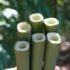 Square Stem Bamboo - Chimonobambusa Quadrangularis - 5 Gallon Pot 1 Square Stem Bamboo - Chimonobambusa Quadrangularis - 5 Gallon Pot -Garden Plant Seeds Bamboo Square