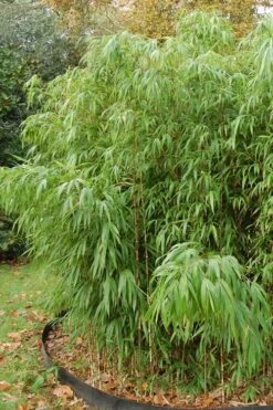 Square Stem Bamboo - Chimonobambusa Quadrangularis - 5 Gallon Pot -Garden Plant Seeds Bamboo Square 2