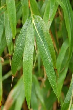 Square Stem Bamboo - Chimonobambusa Quadrangularis - 5 Gallon Pot -Garden Plant Seeds Bamboo Square 3