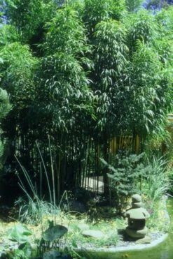 Golden Square Stem Bamboo (Chimonobambusa Quadrangularis 'Suow') - 5 Gallon Pot -Garden Plant Seeds Bamboo Square 4 1
