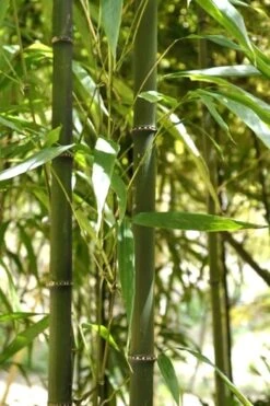 Square Stem Bamboo - Chimonobambusa Quadrangularis - 5 Gallon Pot -Garden Plant Seeds Bamboo Square 7