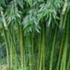 Sweet Shoot Bamboo - Phyllostachys Dulcis - 3 Gallon Pot -Garden Plant Seeds Bamboo Sweet Shoot 4