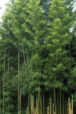 Temple Bamboo (Semiarundinaria Fastuosa) - 3 Gallon Pot (2-4') 15 Temple Bamboo (Semiarundinaria Fastuosa) - 3 Gallon Pot (2-4') -Garden Plant Seeds Bamboo Temple 20 1