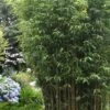 Temple Bamboo (Semiarundinaria Fastuosa) - 3 Gallon Pot (4-6'+) 2 Temple Bamboo (Semiarundinaria Fastuosa) - 3 Gallon Pot (4-6'+) -Garden Plant Seeds Bamboo Temple 5