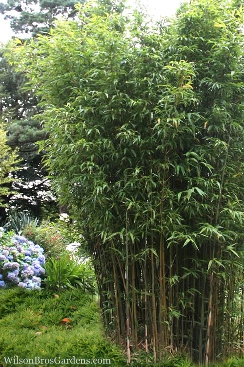 Temple Bamboo (Semiarundinaria Fastuosa) - 3 Gallon Pot (4-6'+) 3 Temple Bamboo (Semiarundinaria Fastuosa) - 3 Gallon Pot (4-6'+)