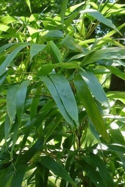 Temple Bamboo (Semiarundinaria Fastuosa) - 3 Gallon Pot (2-4') 13 Temple Bamboo (Semiarundinaria Fastuosa) - 3 Gallon Pot (2-4') -Garden Plant Seeds Bamboo Temple 6 1