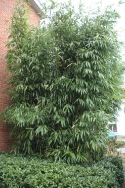 Temple Bamboo (Semiarundinaria Fastuosa) - 3 Gallon Pot (2-4') 14 Temple Bamboo (Semiarundinaria Fastuosa) - 3 Gallon Pot (2-4') -Garden Plant Seeds Bamboo Temple 9 1