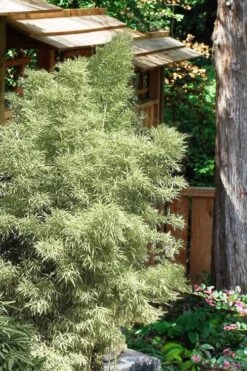 Variegated Chinese Temple Bamboo - Sinobambusa Tootsik 'Albostriata' - 3 Gallon Pot 10 Variegated Chinese Temple Bamboo - Sinobambusa Tootsik 'Albostriata' - 3 Gallon Pot -Garden Plant Seeds Bamboo Variegated Chinese Temple Bamboo 5