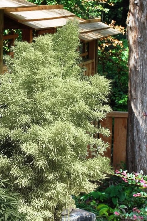 Variegated Chinese Temple Bamboo - Sinobambusa Tootsik 'Albostriata' - 3 Gallon Pot 6 Variegated Chinese Temple Bamboo - Sinobambusa Tootsik 'Albostriata' - 3 Gallon Pot - Image 4