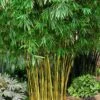 Asian Lemon Bamboo (Bambusa Eutuldoides 'Viridivittata') - 3 Gallon Pot -Garden Plant Seeds Bamboo Viridivittata 2