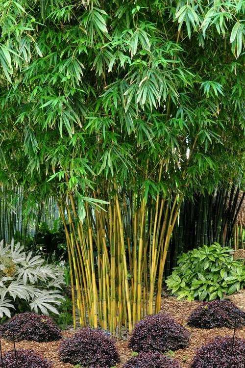 Asian Lemon Bamboo (Bambusa Eutuldoides 'Viridivittata') - 3 Gallon Pot 3 Asian Lemon Bamboo (Bambusa Eutuldoides 'Viridivittata') - 3 Gallon Pot