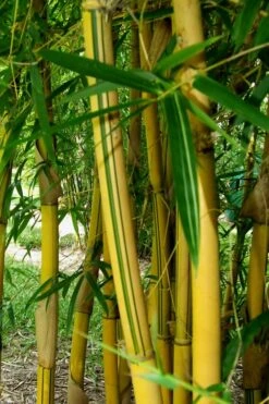Asian Lemon Bamboo (Bambusa Eutuldoides 'Viridivittata') - 3 Gallon Pot 12 Asian Lemon Bamboo (Bambusa Eutuldoides 'Viridivittata') - 3 Gallon Pot -Garden Plant Seeds Bamboo Viridivittata 3