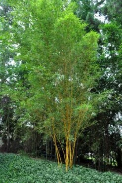Asian Lemon Bamboo (Bambusa Eutuldoides 'Viridivittata') - 3 Gallon Pot 13 Asian Lemon Bamboo (Bambusa Eutuldoides 'Viridivittata') - 3 Gallon Pot -Garden Plant Seeds Bamboo Viridivittata 5