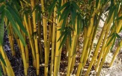 Asian Lemon Bamboo (Bambusa Eutuldoides 'Viridivittata') - 3 Gallon Pot 15 Asian Lemon Bamboo (Bambusa Eutuldoides 'Viridivittata') - 3 Gallon Pot -Garden Plant Seeds Bamboo Viridivittata 7