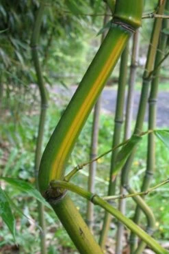 Yellow Groove Bamboo (Phyllostachys Aureosulcata) - 3 Gallon Pot (2-4') 11 Yellow Groove Bamboo (Phyllostachys Aureosulcata) - 3 Gallon Pot (2-4') -Garden Plant Seeds Bamboo Yellow Groove 11 1