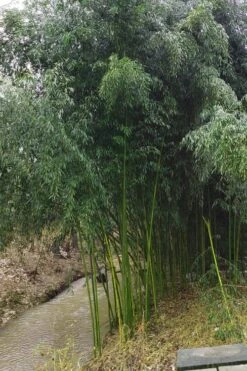 Yellow Groove Bamboo (Phyllostachys Aureosulcata) - 3 Gallon Pot (4-6'+) -Garden Plant Seeds Bamboo Yellow Groove 13