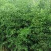 Yellow Groove Bamboo (Phyllostachys Aureosulcata) - 3 Gallon Pot (4-6'+) 2 Yellow Groove Bamboo (Phyllostachys Aureosulcata) - 3 Gallon Pot (4-6'+) -Garden Plant Seeds Bamboo Yellow Groove 500x750 1